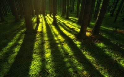 Die wissenschaftlichen Grundlagen von Shinrin-Yoku, dem Waldbaden, kommen aus Japan