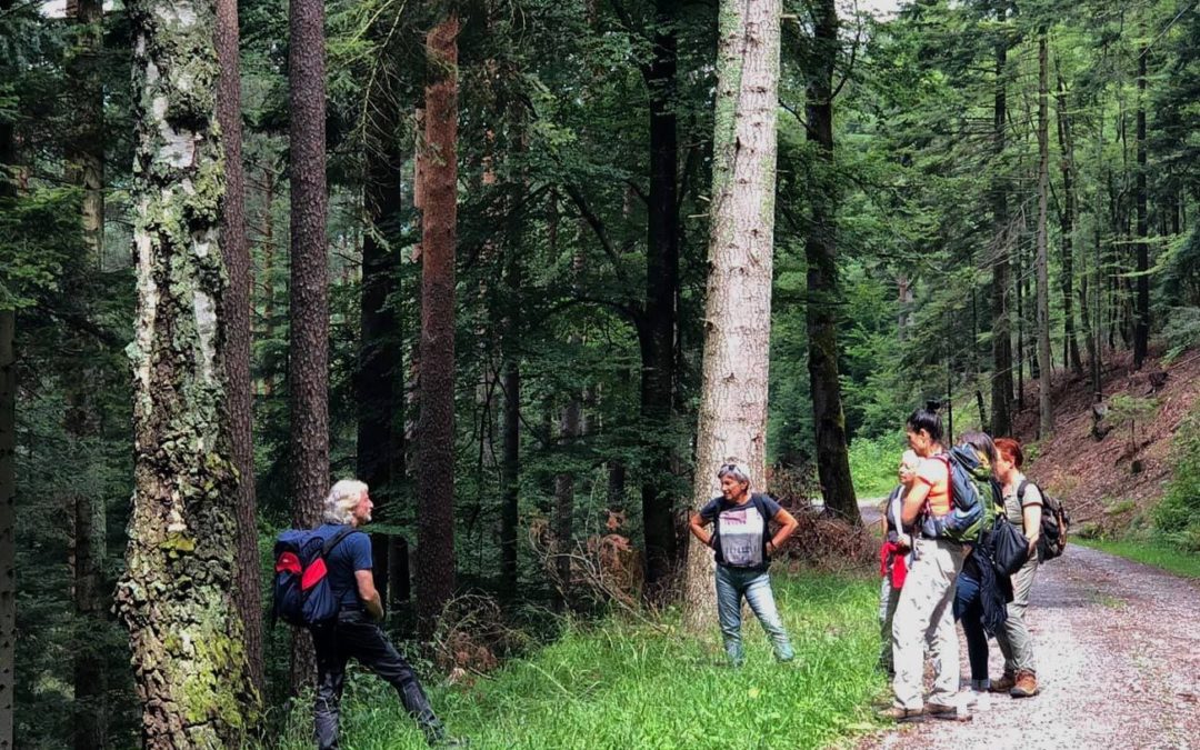 Ausbildung zum Waldtherapeuten und Naturcoach im Schwarzwald